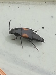 Tachinus subterraneus