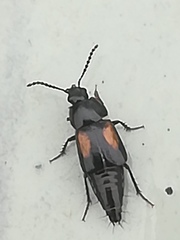 Tachinus subterraneus