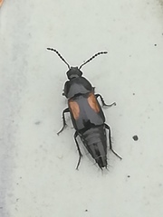 Tachinus subterraneus