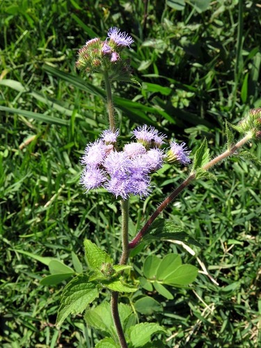 Ageratum houstonianum image