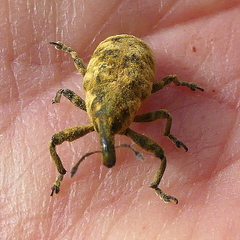 Gasteroclisus