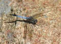Orthetrum caledonicum