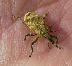 Gasteroclisus