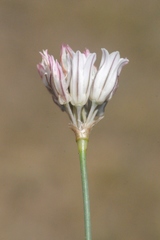 Allium korolkowii