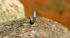 Orthetrum caledonicum