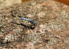 Orthetrum caledonicum