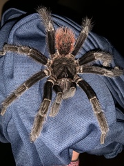 Sericopelma