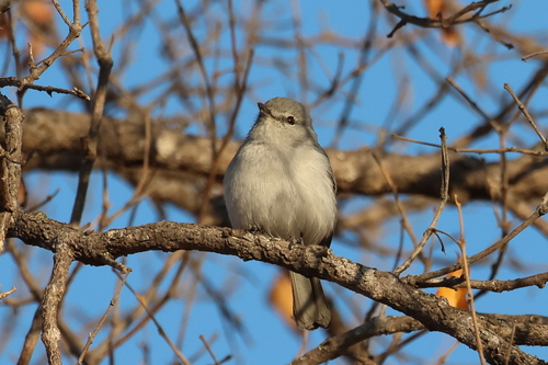 iNaturalist image