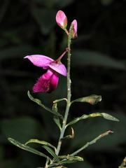 Polygala