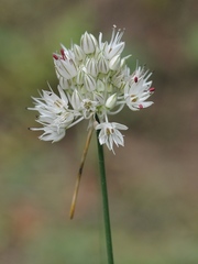 Allium leptomorphum