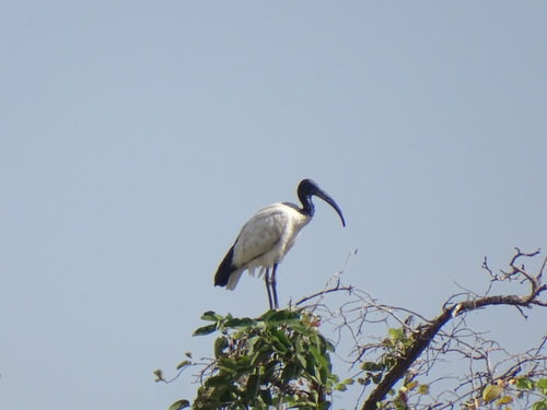 African Sacred Ibis