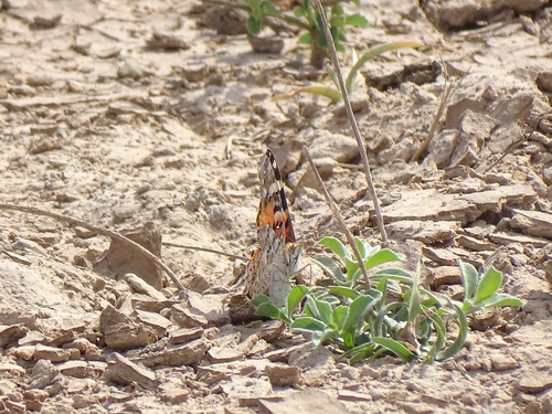 Painted Lady