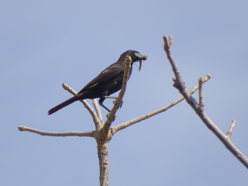 White-billed Buffalo-Weaver