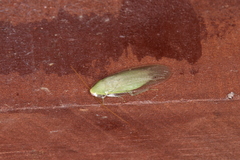 Panchlorinae