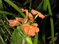 Crossandra