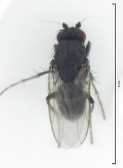 Leptocera caenosa