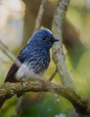 Visayan Fantail photo 3