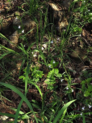 Lobelia flaccida subsp. mossiana image