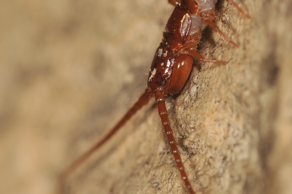 Lithobius castaneus