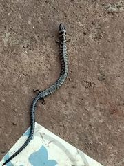 Lygosoma haroldyoungi