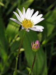 Asteraceae