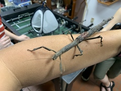 Pterinoxylus