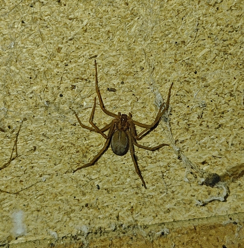 Amazon Recluse
