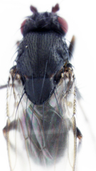 Leptocera caenosa