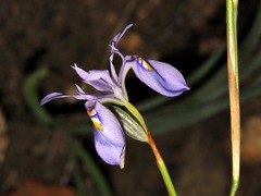 Moraea elliotii