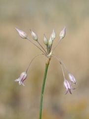 Allium margaritae