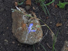 Moraea elliotii