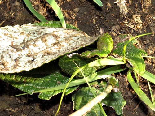 Helichrysum nudifolium image