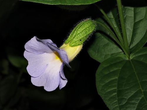 Thunbergia natalensis image