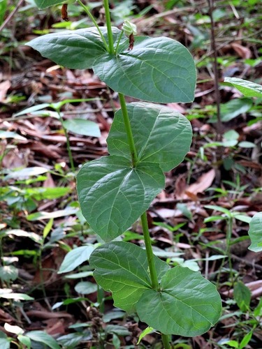 Thunbergia natalensis image