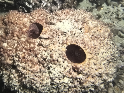 Melophlus sarasinorum observed 2025-11-19