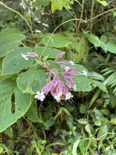 Clerodendrum lanuginosum observed 2025-11-06
