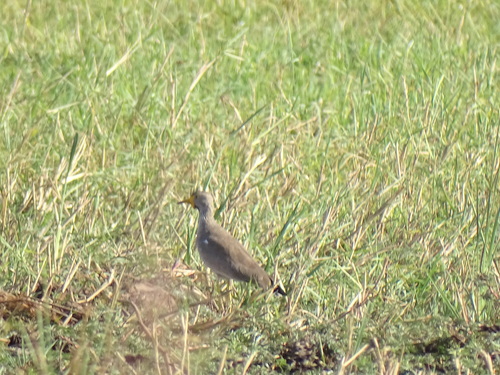 Wattled Lapwing