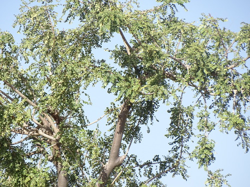 marula