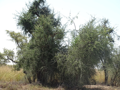 simple-thorned greenthorn