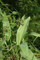 Allium microdictyon