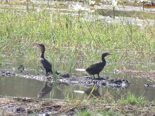 Reed Cormorant