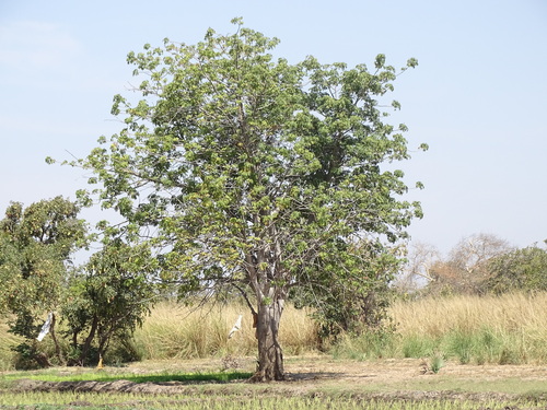 African baobab