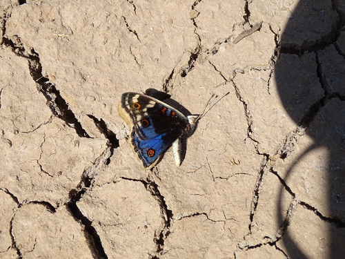 Blue Pansy