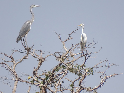Western Cattle-Egret