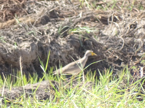 Wattled Lapwing