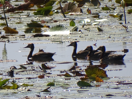 White-faced Whistling-Duck