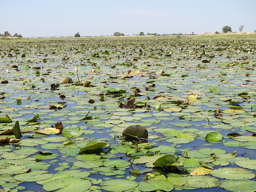 Egyptian white water-lily