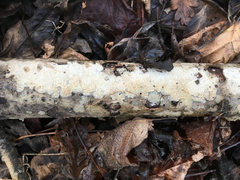 Radulomyces confluens