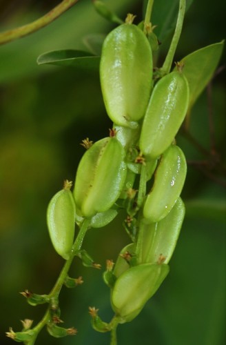 Dioscorea bulbifera