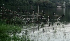 Phalacrocorax carbo lucidus